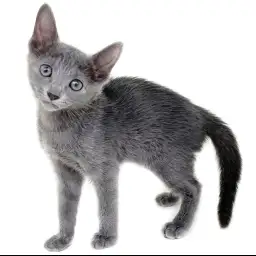 ロシアンブルー