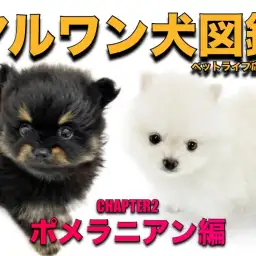 【 マルワン犬図鑑 】ポメラニアンの魅力をペットショップスタッフが独自解説！