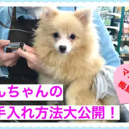 【 お役立て情報 】誰でも簡単に出来る！ワンちゃんのお手入れ方法大公開！