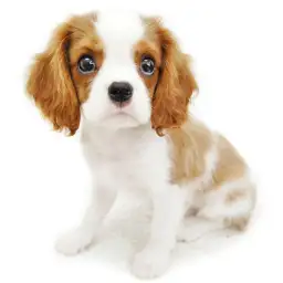 キャバリア・キングチャールズ・スパニエル