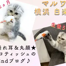 【 スコティッシュフォールド 】初心者も安心！生後5ヶ月で超甘えん坊の2nd記事