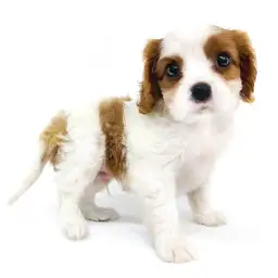 キャバリア・キングチャールズ・スパニエル