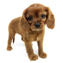 キャバリア・キングチャールズ・スパニエル