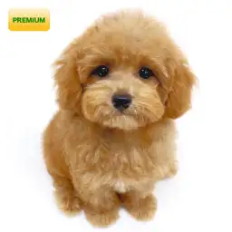 トイ・プードル