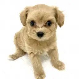 MIX（チワワ×トイプードル）