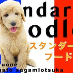 【 スタンダード・プードル 】レアなスタンプー!大型犬との暮らしの幸せポイント!