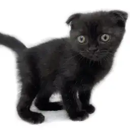 スコティッシュフォールド