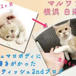 【 ブリティッシュショートヘア 】丸みマシマシ！成長中の姿をお届け！2nd記事