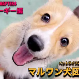 【 マルワン犬図鑑 】  コーギーの魅力をペットショップスタッフが独自解説！