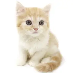 スコティッシュフォールド