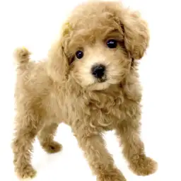 トイ・プードル