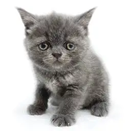 ブリティッシュショートヘア