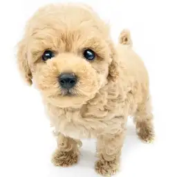 トイ・プードル