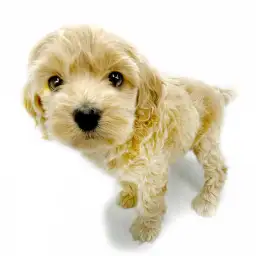 MIX（アメリカンコッカースパニエル×トイプードル）