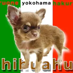 【 チワワ 】生後84日で740g!人気のチョコタンカラーは抜群の可愛さ!