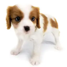 キャバリア・キングチャールズ・スパニエル