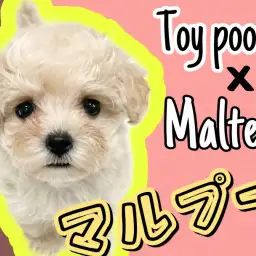【 MIX 】MIX犬の中で一番人気のマルプー!見た目・性格良い所取りの子が登場!