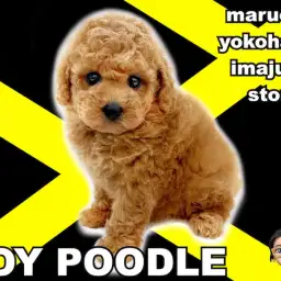 【 トイプードル 】テディベアカットの申し子現る！濃いめアプリコットの女の子！
