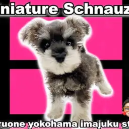 【 ミニチュア・シュナウザー 】初心者ユーザー必見！目力バツグンのモヒカン女子！