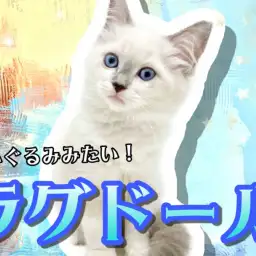 【 ラグドール 】青い宝石の様な瞳を持つ美しい子猫！9/16最新情報