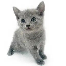 ロシアンブルー