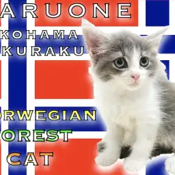 【 ノルウェージャンフォレストキャット 】人気のブルータビー！美しい姿に注目！