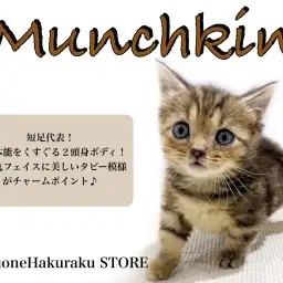 【 マンチカン 】5cmの短足に2頭身ボディ！明るく懐っこい性格の陽気な猫！