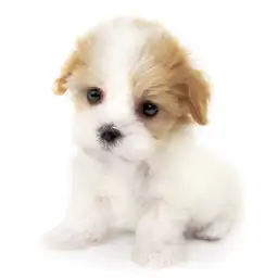 MIX（マルチーズ×キャバリアキングチャールズスパニエル）