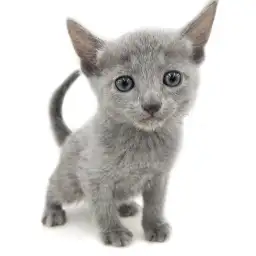 ロシアンブルー