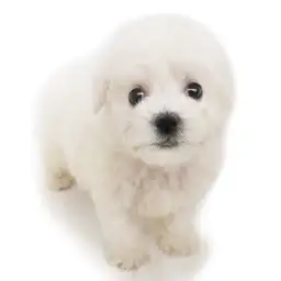 ビションフリーゼ