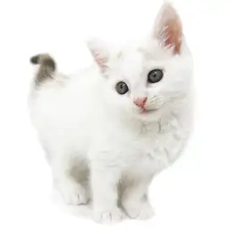 スコティッシュフォールド