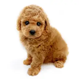 トイ・プードル