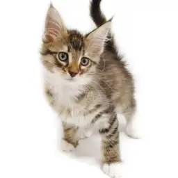 ノルウェージャンフォレストキャット