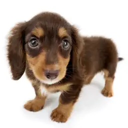 ミニチュア・ダックスフント