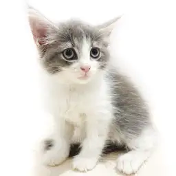 ノルウェージャンフォレストキャット