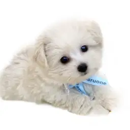 MIX（ポメラニアン×トイプードル）