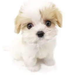 MIX（マルチーズ×キャバリアキングチャールズスパニエル）