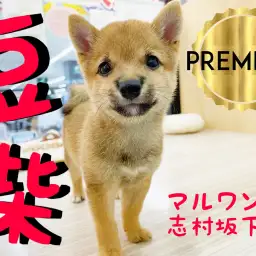 【 豆柴 】両親ともに豆柴認定書あり!優しい表情のプレミアム豆柴登場です!
