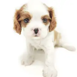 キャバリア・キングチャールズ・スパニエル