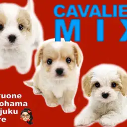 【 キャバリアMIX犬特集 】大注目!幻のキャバリアハーフ犬をご紹介!