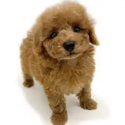 トイ・プードル