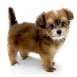 MIX（チワワ×トイプードル）