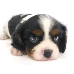 キャバリア・キングチャールズ・スパニエル