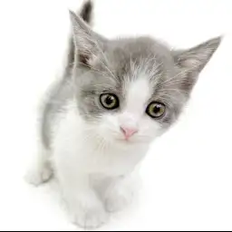 ブリティッシュショートヘア