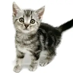 アメリカンショートヘア