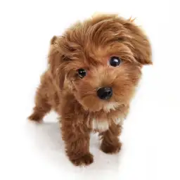 MIX（トイプードル×マルチーズ）