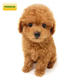 トイ・プードル