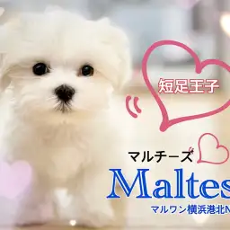 【 マルチーズ 】ドワーフ体型がたまらなく可愛いマルチーズくん