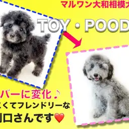 【 トイプードル 】懐っこくフレンドリーで初心者も安心！レアカラーの2ndブログ