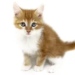 ノルウェージャンフォレストキャット